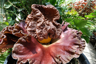 Illustration for article titled Why Did Plants Evolve These Weird and Horrific Flowers?